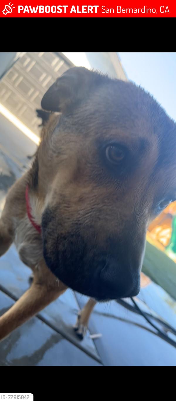 Lost Male Dog last seen My hse, San Bernardino, CA 92407