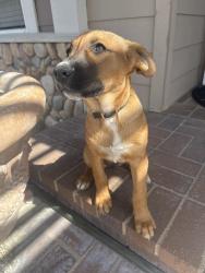 Found/Stray Female Dog last seen Phelan RD, Piñon Hills, CA 92372