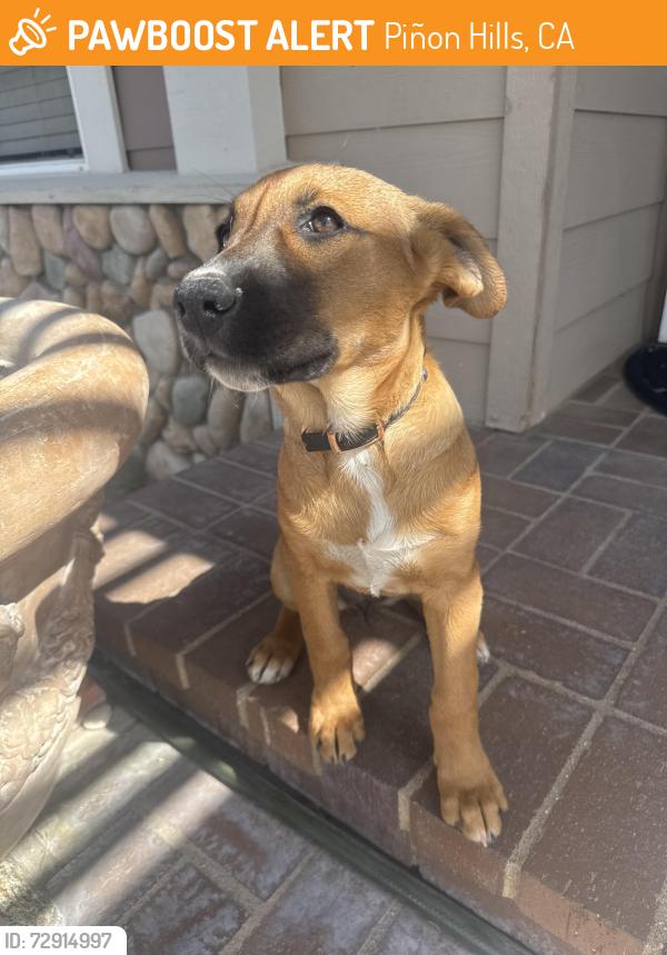 Found/Stray Female Dog last seen Phelan RD, Piñon Hills, CA 92372