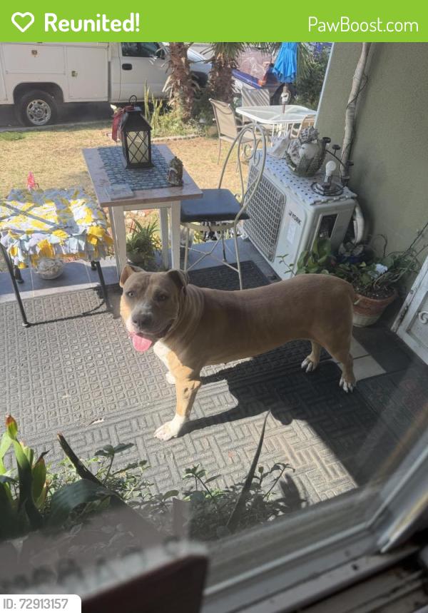Reunited Female Dog last seen In front of my home , San Diego, CA 92114