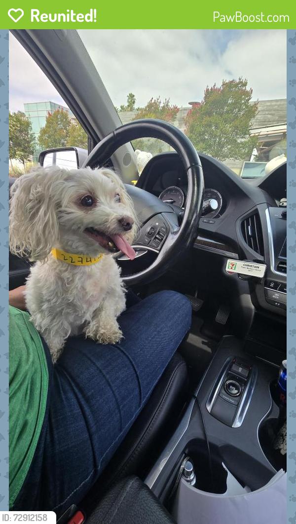 Reunited Female Dog last seen Idell Street , Los Angeles, CA 90065
