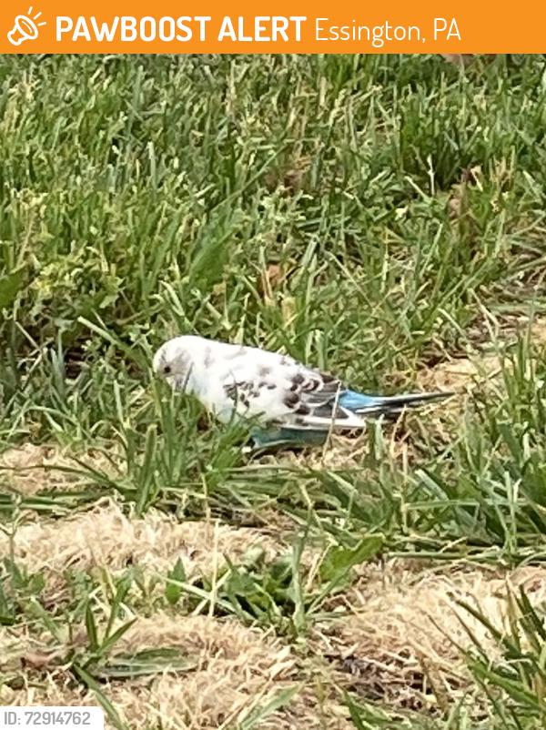 Found/Stray Unknown Bird last seen Near Carre Ave , Essington, PA 19029