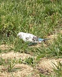 Found/Stray Unknown Bird last seen Near Carre Ave , Essington, PA 19029