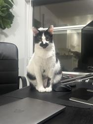 Reunited Male Cat last seen Jamboree & San Juaquin hills , Newport Beach, CA 92660