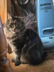 Reunited Female Cat last seen Maple st, Conshohocken, PA 19428