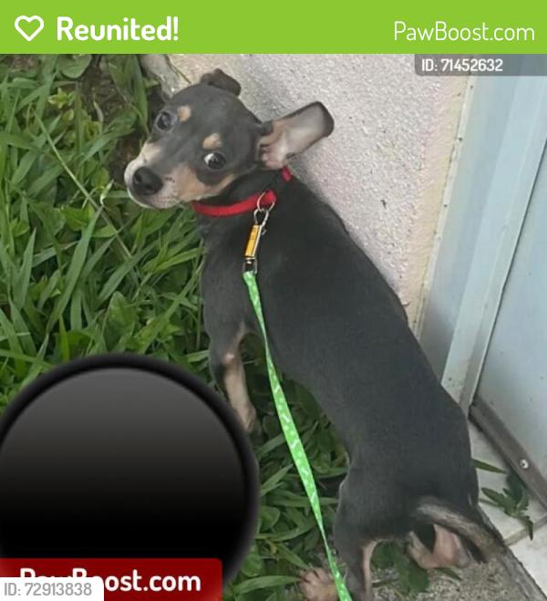 Reunited Male Dog last seen Tuscanny, Spring Hill, FL 34608