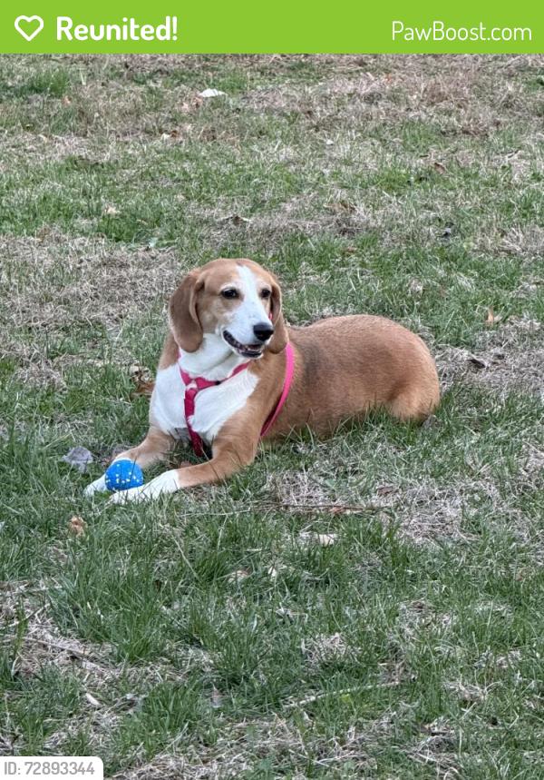 Reunited Female Dog last seen Packard Drive and Persian Court, Woodbridge, VA 22193