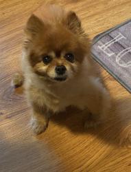 Reunited Female Dog last seen Wisconsin Sportsman Association, Union Grove, WI 53182