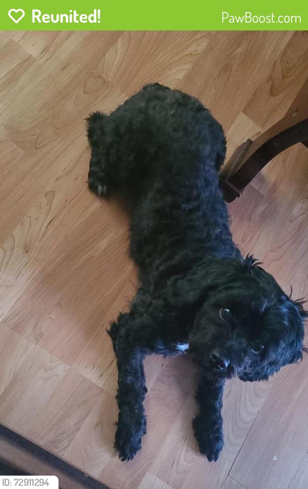 Reunited Male Dog last seen Millicent ct & ridge rd , South Elgin, IL 60177