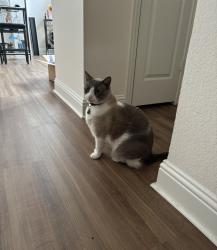 Reunited Male Cat last seen N MacArthur Blvd. & Valley Ranch Pkwy, Irving, TX 75063