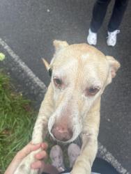 Reunited Unknown Dog last seen Unknown, H Abercrombie Rd, GA 30506