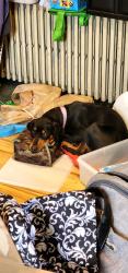Reunited Female Dog last seen Easter st, Mohrsville, PA 19555