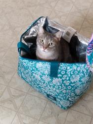Reunited Female Cat last seen In alley between Reynolds and Rundle Ave, Scranton, PA 18504