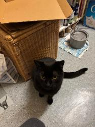 Lost Male Cat last seen Chelsea Manor Street, Greater London, England SW3