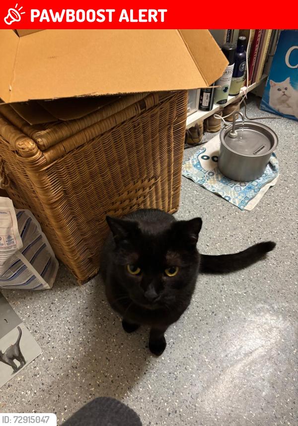 Lost Male Cat last seen Chelsea Manor Street, Greater London, England SW3