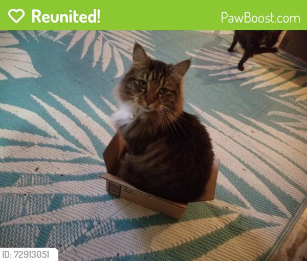 Reunited Male Cat last seen Peyton Rd and Trousdale Ferry Pike, Lebanon, TN 37087