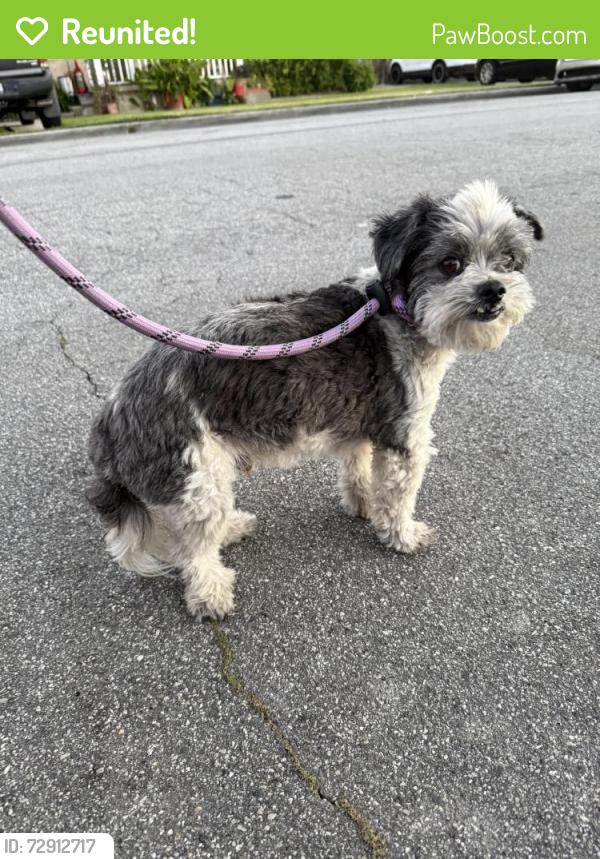 Reunited Male Dog last seen Lakewood and Alondra, Bellflower, CA 90706