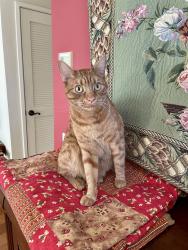 Lost Male Cat last seen Near Pilot Hill Road, Gold River, CA 95670