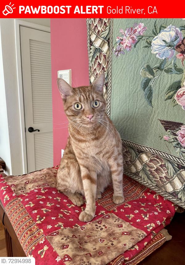 Lost Male Cat last seen Near Pilot Hill Road, Gold River, CA 95670