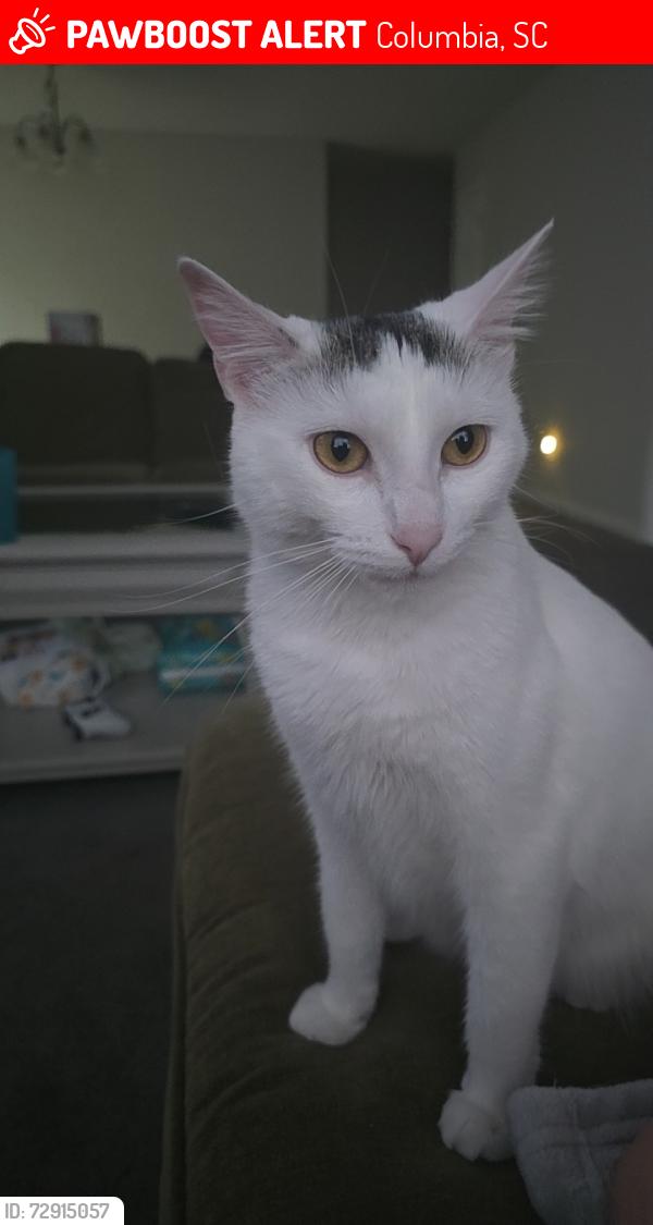 Lost Female Cat last seen Clemson rd, Columbia, SC 29229