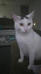 Lost Female Cat last seen Clemson rd, Columbia, SC 29229