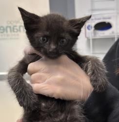 Shelter Stray Male Cat last seen open lot next door to finders address, San Diego, CA, 92113, San Diego, CA 92110