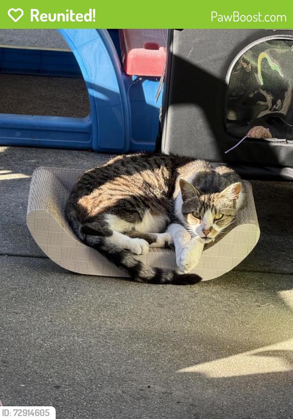 Reunited Female Cat last seen Parkmeadow & Crow, Fremont, CA 94539