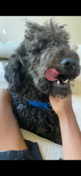 Reunited Male Dog last seen White oak rd Ferry rd, Fredericksburg, VA 22405