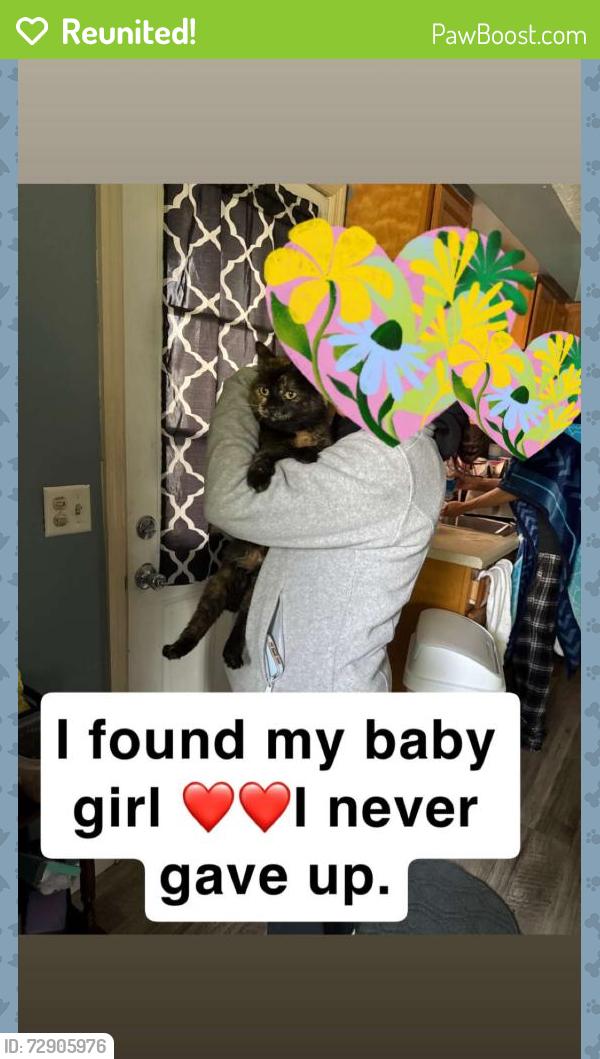 Reunited Female Cat last seen Oakdale st , Toledo, OH 43605