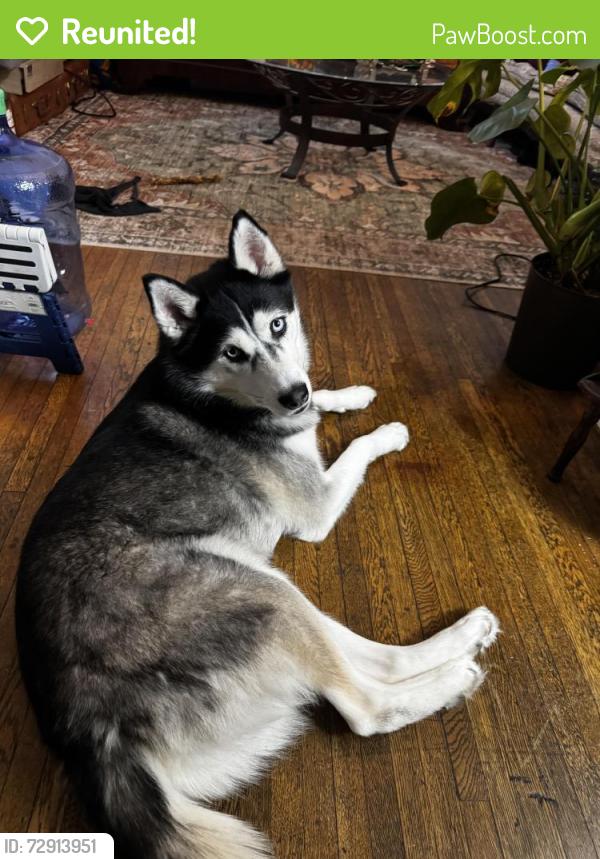 Reunited Female Dog last seen Thurston & Lehigh, Rochester, NY 14619