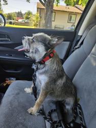 Reunited Male Dog last seen Hogan , Gresham, OR 97080