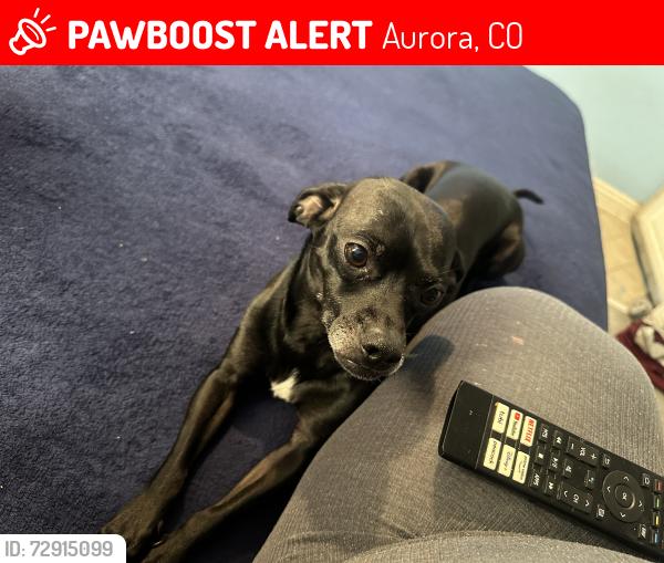 Lost Male Dog last seen Near Vaughn St, Aurora, CO 80011