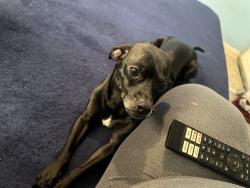 Lost Male Dog last seen Near Vaughn St , Aurora, CO 80011