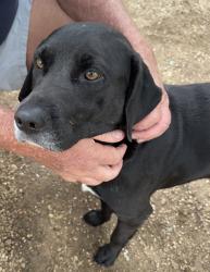 Lost Male Dog last seen Rocky creek trail, College Station, TX 77845