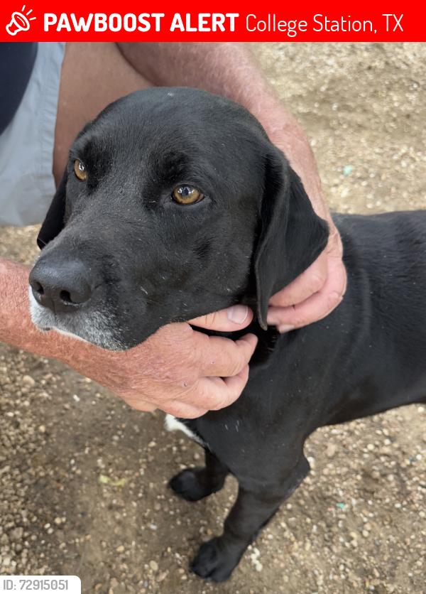 Lost Male Dog last seen Rocky creek trail, College Station, TX 77845