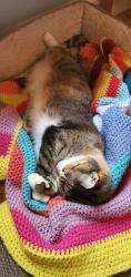 Lost Female Cat last seen Casson st, Brooksville, FL 34604