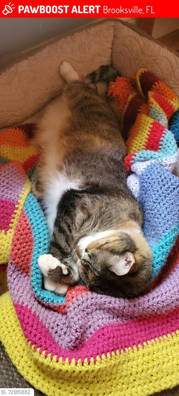 Lost Female Cat last seen Casson st, Brooksville, FL 34604
