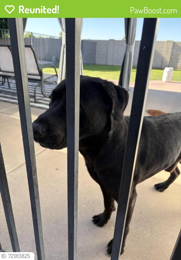 Reunited Male Dog last seen Adobe & 48th St, Mesa, AZ 85205