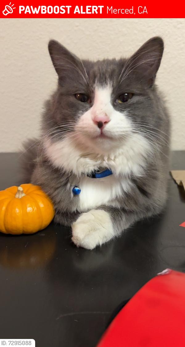 Lost Male Cat last seen Horizons , Lehigh, Merced, CA 95348