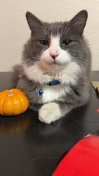 Lost Male Cat last seen Horizons , Lehigh, Merced, CA 95348