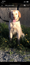 Lost Female Dog last seen 4th avenue & 1st street, New Westminster, BC V3L 1N4