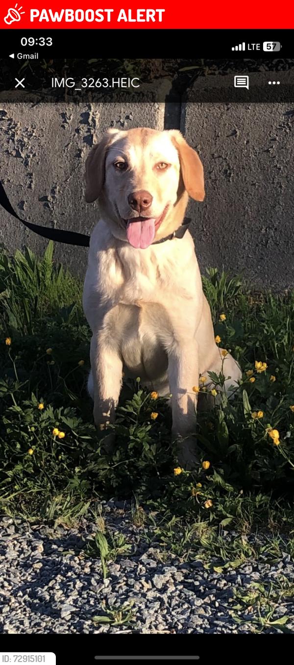 Lost Female Dog last seen 4th avenue & 1st street, New Westminster, BC V3L 1N4