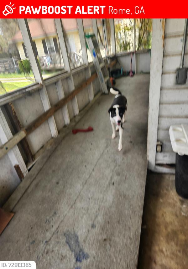 Lost Female Dog last seen Near Burnett Ferry rd sw , Rome, GA 30165