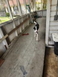 Lost Female Dog last seen Near Burnett Ferry rd sw , Rome, GA 30165