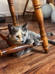Lost Female Cat last seen Hammock pine blvd & Summerdale Dr., Clearwater, FL 33761