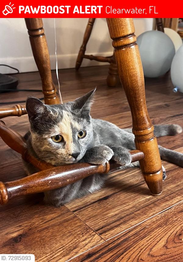 Lost Female Cat last seen Hammock pine blvd & Summerdale Dr., Clearwater, FL 33761