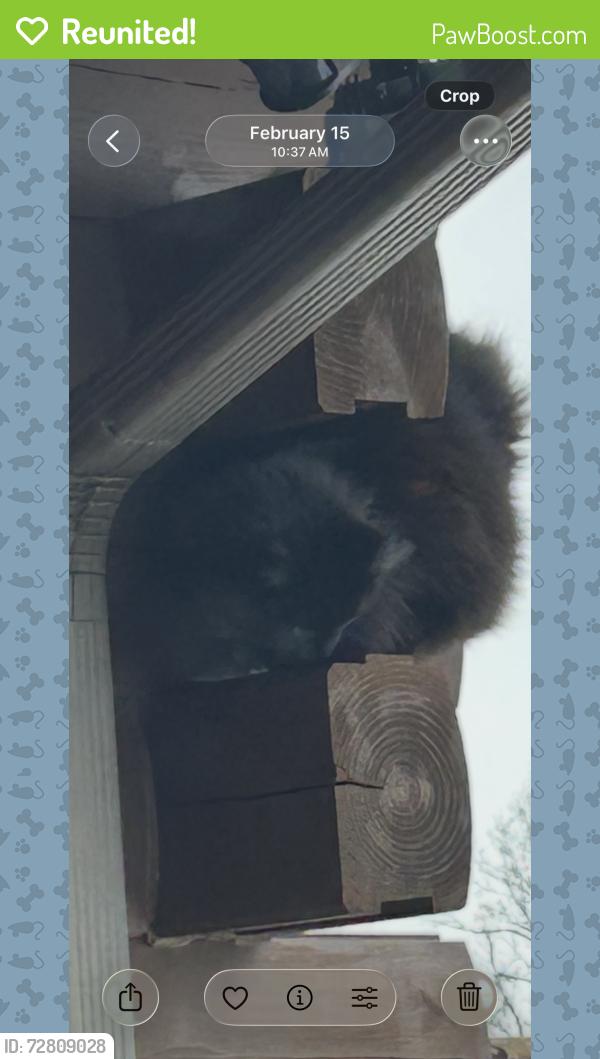 Reunited Female Cat last seen Buchanan Valley Rd, Orrtanna, Pa, Usa, Franklin Township, PA 17353