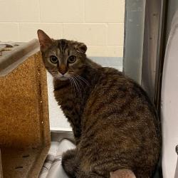 Shelter Stray Female Cat last seen , Memphis, TN 38133