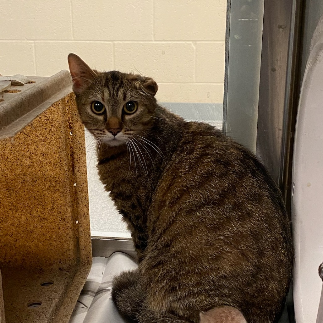Shelter Stray Female Cat last seen , Memphis, TN 38133