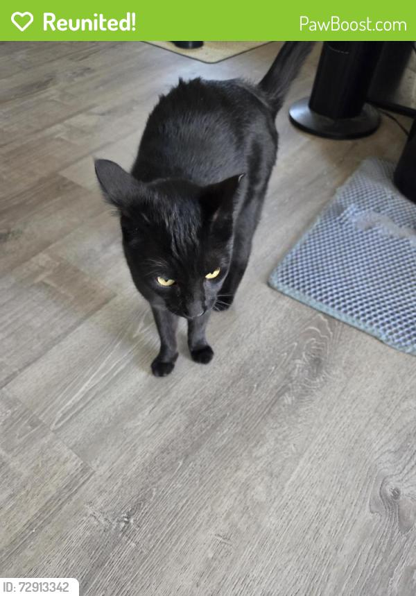 Reunited Male Cat last seen N 5th St and E Younger Ave, San Jose, CA 95112